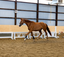 Casino CLS Warmblood Hunter photo 7