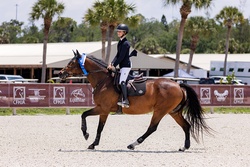 Emy Dutch Warmblood Jumper photo 3