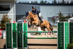 Nox Blue Van De Hertogen Belgian Warmblood Jumper photo 1