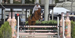 ORLANDO Dutch Warmblood Hunter photo 5