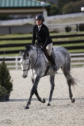 Chasing Indigo "Indy" Belgian Warmblood Hunter photo 6