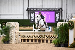 Platinum Oldenburg Hunter photo 8
