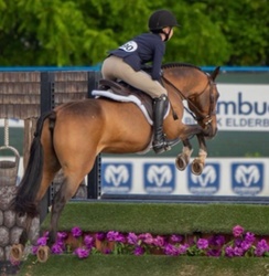 Lemony Snickers Warmblood Cross Hunter photo 2
