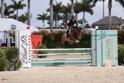 Akari Van't Glemhof Z Dutch Warmblood Equitation photo 4