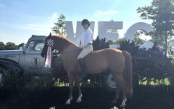 Dexter Warmblood Cross Hunter photo 3