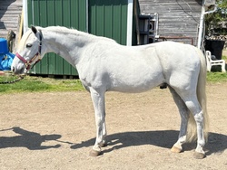 Cross Creek White Water Welsh Pony Hunter photo 6