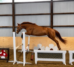 Casino CLS Warmblood Hunter photo 8