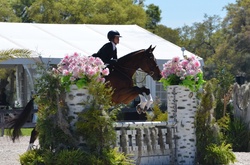 Dollar Del Colle Warmblood Jumper photo 2