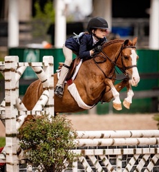 Beach Please Welsh Pony Hunter photo 1
