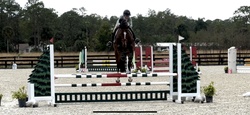 N' The Balou Dutch Warmblood Jumper photo 2