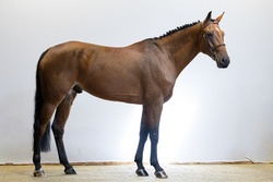 Mr Cochac PS Oldenburg Jumper photo 3