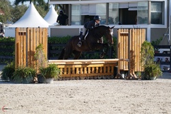 Tremendous Hanoverian Hunter photo 1