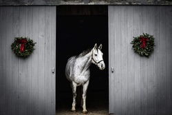 New Years GA Dutch Warmblood Hunter photo 4