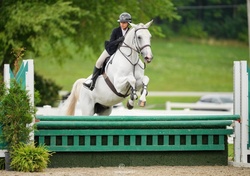 Iridento Dutch Warmblood Hunter photo 1