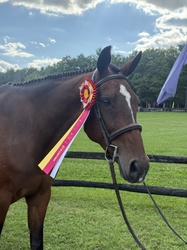 CMS Think Big Warmblood Hunter photo 5