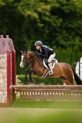 Arnaby Oberon Welsh Cob Hunter photo 3