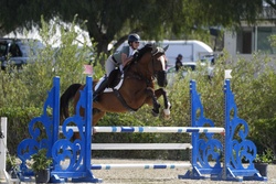 Hangover Chavannais Belgian Warmblood Jumper photo 5