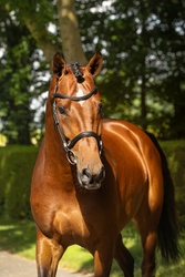 Pepin Dutch Warmblood Jumper photo 5