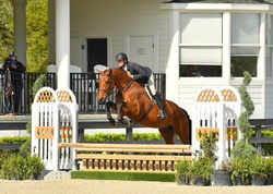 Kenzo Westphalian Hunter photo 1