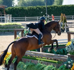 Jack Dutch Warmblood Equitation photo 7