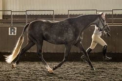 Always Pajama Day Welsh Cross Hunter photo 1