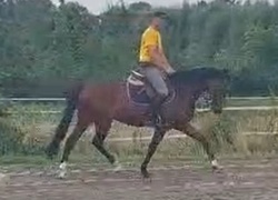 For Sure Holsteiner Hunter photo 2