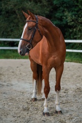 Pjotter Dutch Warmblood Jumper photo 2