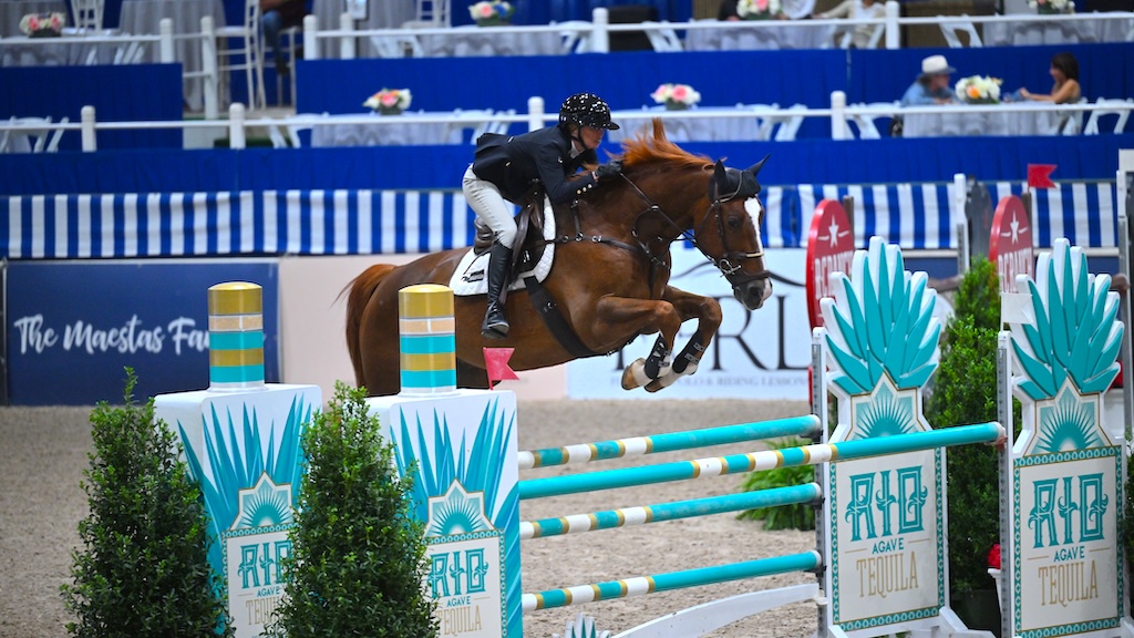 2017 16.3 hand Selle Francais Gelding BIGEQ +