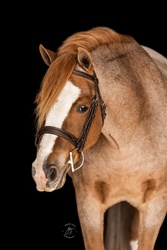 Shenandoah Honky-Tonk Welsh Pony Hunter photo 1