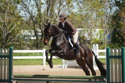 RS Sabrina W Canadian Warmblood Equitation photo 3