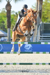 Gold Link German Warmblood Jumper photo 3
