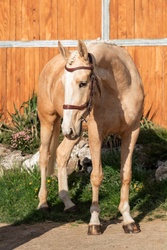 Floryda Warmblood Hunter photo 3