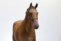 Mr Cochac PS Oldenburg Jumper photo 4
