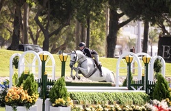 Enegren German Warmblood Hunter photo 3