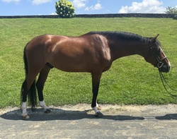 Tanqueray "Tango" Belgian Warmblood Hunter photo 2