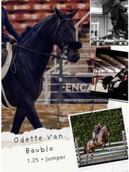 Odette Van Balou Belgian Warmblood Jumper photo 1