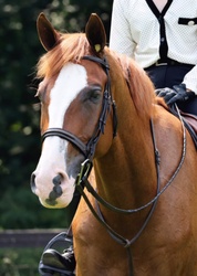 Something Phenomenal Hanoverian Hunter photo 3