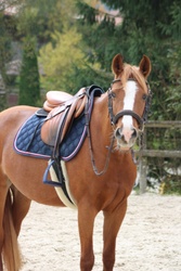 Iseut de Blonde Other Breed Jumper photo 2