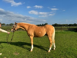 Prince Jr. Welsh Pony Hunter photo 2