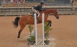Make It Rain Dutch Warmblood Hunter photo 4