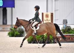 Yes Please Welsh Pony Hunter photo 2