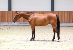 Coloror Zangersheide Hunter photo 2