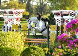 Platinum Oldenburg Hunter photo 6