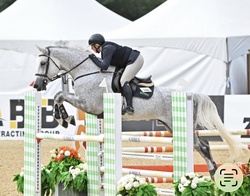 DAKITO P Hanoverian Jumper photo 5