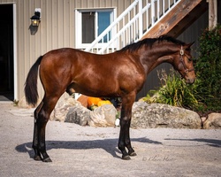 Braecrest Diamo West Warmblood Hunter photo 3