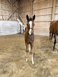 Alohilani Warmblood Hunter photo 5
