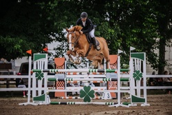 Pjotter Dutch Warmblood Jumper photo 5