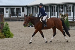 Dollar Del Colle Warmblood Jumper photo 3