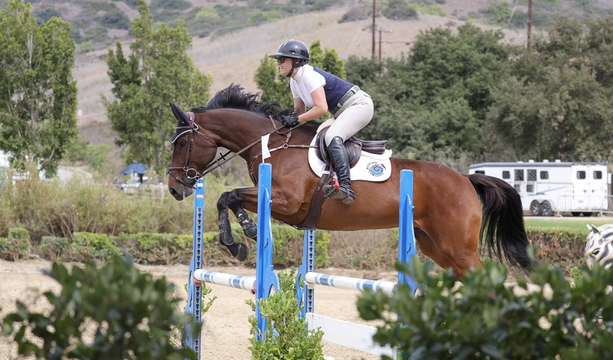 2014 16.2 hand Holsteiner Mare BIGEQ +