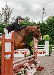 Happy Days Dutch Warmblood Hunter photo 4